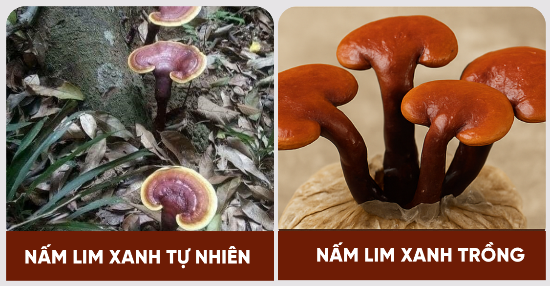 nấm lim xanh loại to